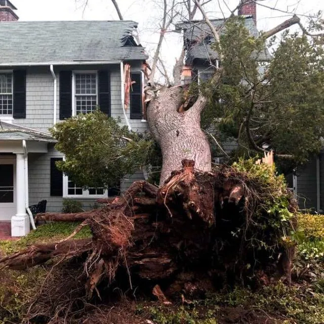 Storm Damage Cleanup in Las Vegas, NV