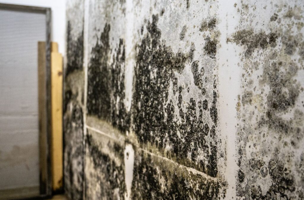 Edge Restoration expert inspecting mold damage in a Prescott Valley, AZ home, highlighting the benefits of our comprehensive mold removal services.