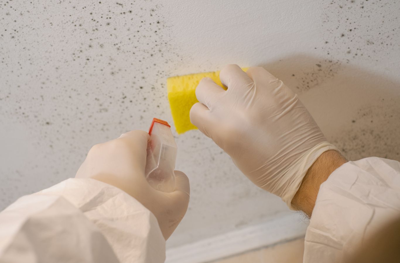 Edge Restoration offering expert mold remediation in Chandler, AZ. Mold remediation near me.